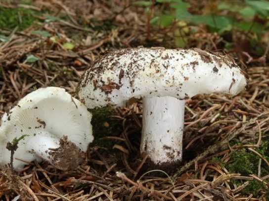 Дубовый груздь: как узнать гриб по внешнему виду, где его можно найти, в какое время он растет, как готовить дубовый груздь, и на какие грибы он похож.