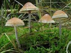 Королевские опята (чешуйчатка золотистая) - характеристика с фото, польза и вред этих грибов. обсуждение на liveinternet