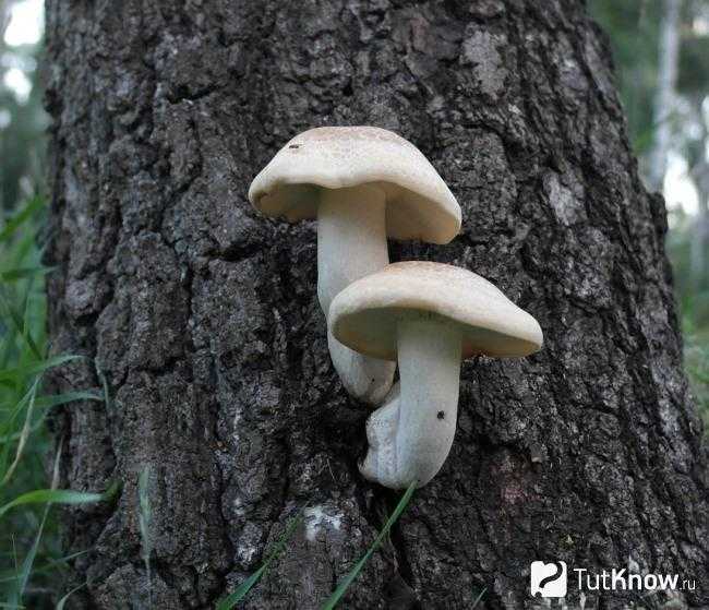 Лиофиллюм скученный (lyophyllum decastes) –  грибы сибири