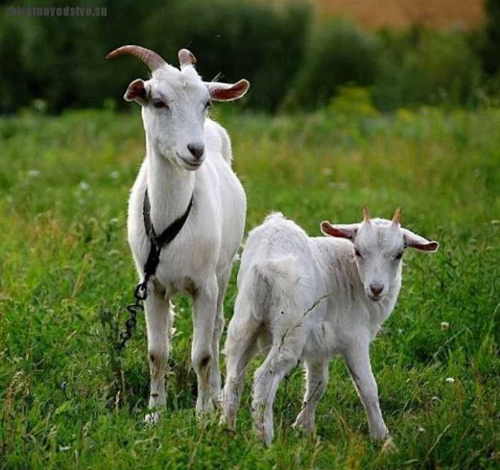 Породы коз с фотографиями и названиями