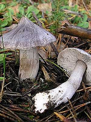 Рядовка серная или серно-желтая (tricholoma sulphureum) : фото, описание, отличие ядовитого гриба от зеленушки и других двойников