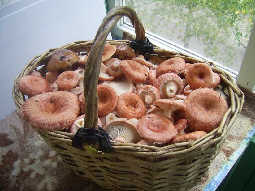 Когда собирать грибы: как правильно собирать грибы в лесу