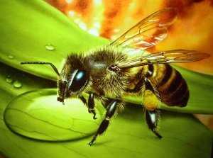 Кормление пчел на зиму - когда и как подкармливать