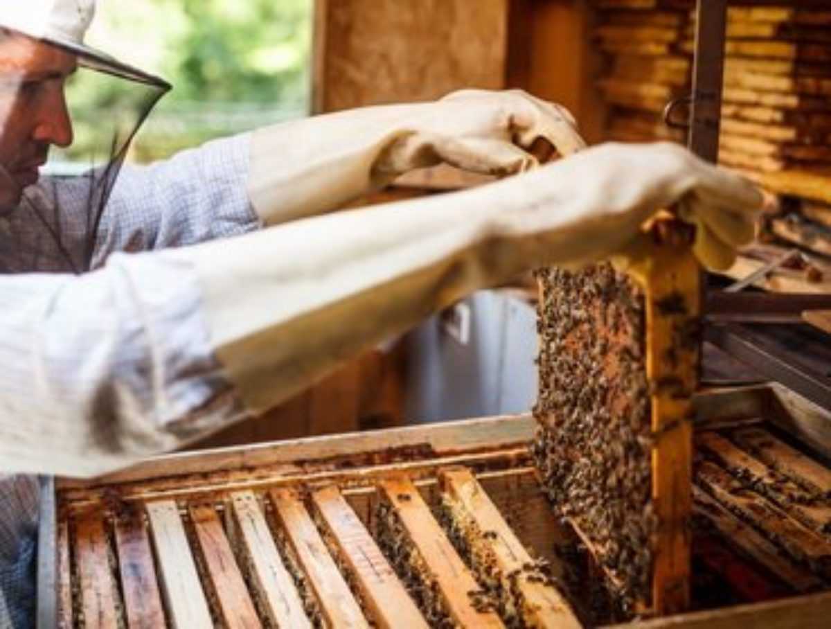Сушь для пчел: функции и принцип использования в пчеловодстве. Правила использования, преимущества. Основы хранения пчелиной суши.