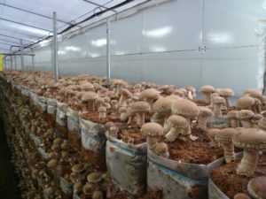 Выращивание грибов в домашних условиях для новичков: особенности и правила