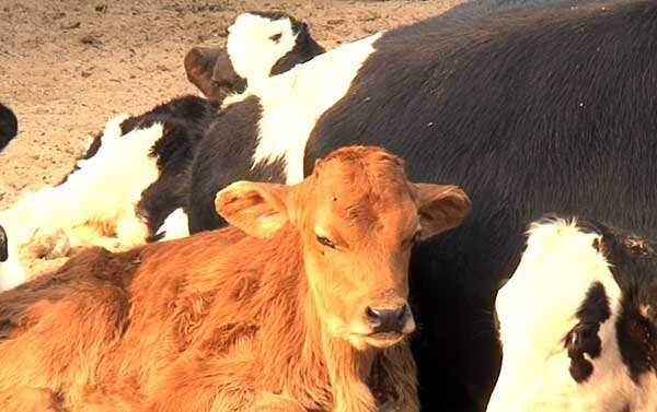 Злокачественный отёк у коров