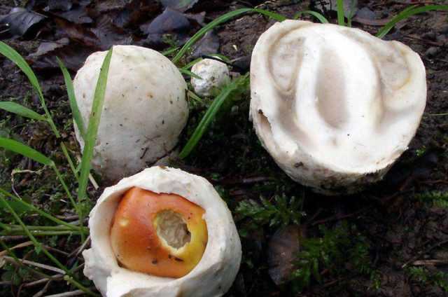 Сетконоска сдвоенная – лечебный гриб
