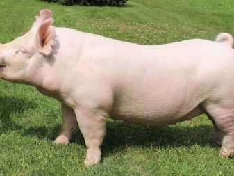 Беконные породы свиней: разведение, содержание и описание пород
