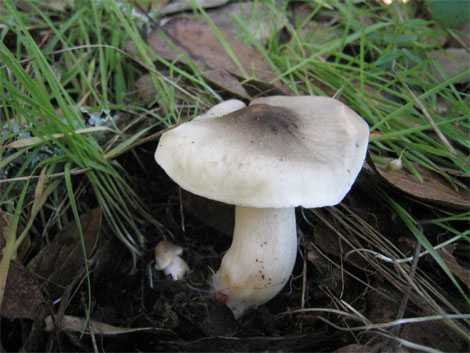 Энтолома ядовитая – опасный двойник съедобных грибов | огородники