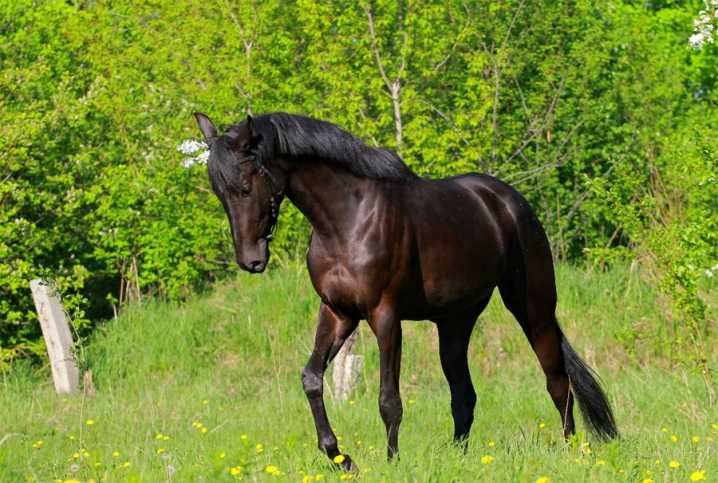 Голштинская порода лошадей для успешных соревнований. голштинская порода лошадей: история, характеристика, фото