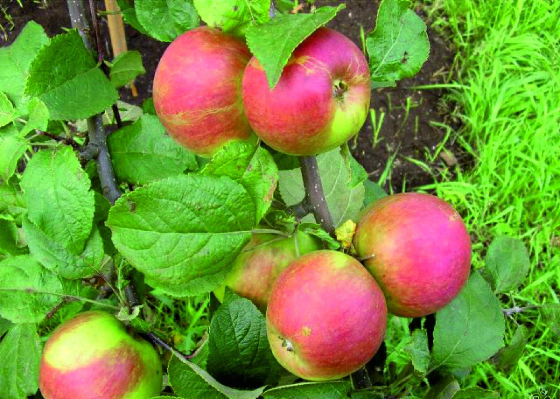 Орловское полосатое яблоня: описание сорта, фото