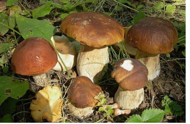 Как варить грибы правильно. сколько времени варить замороженные, сушеные или свежие грибы
