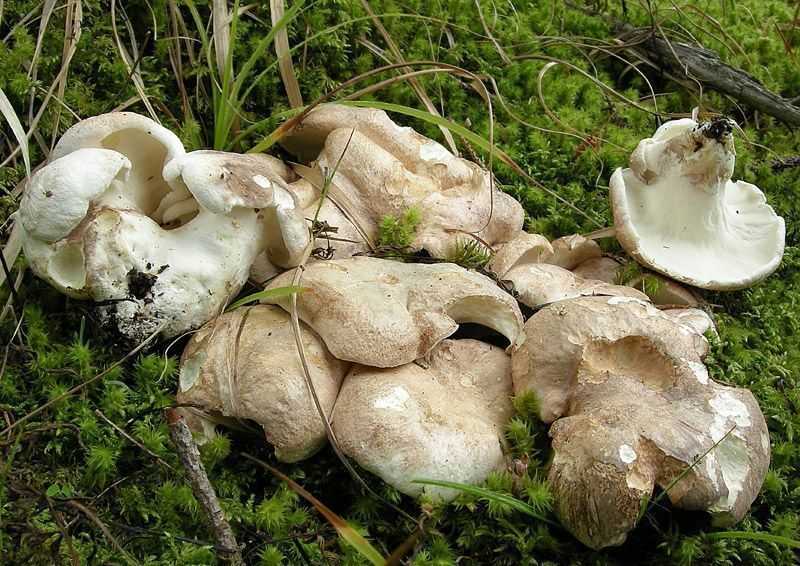 Где и в какое время растет альбатреллус синепоровый. Как он выглядит – фото и описание, как отличить от двойников. Можно ли гриб употреблять в пищу, что из него приготовить.