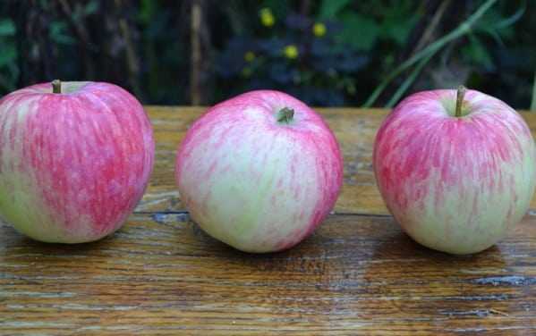 Яблоня башкирская красавица: описание, фото, отзывы садоводов