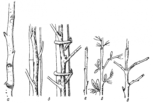 Выращивание шелковицы и уход за деревом пошагово