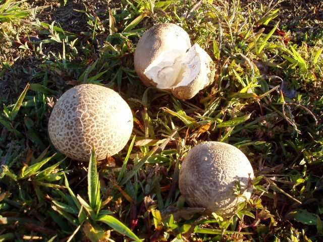 Гриб дождевик: съедобный или нет, как выглядит ложный гриб дождевик? гриб дождевик: лечебные свойства и как приготовить? что можно приготовить из гриба дождевика?