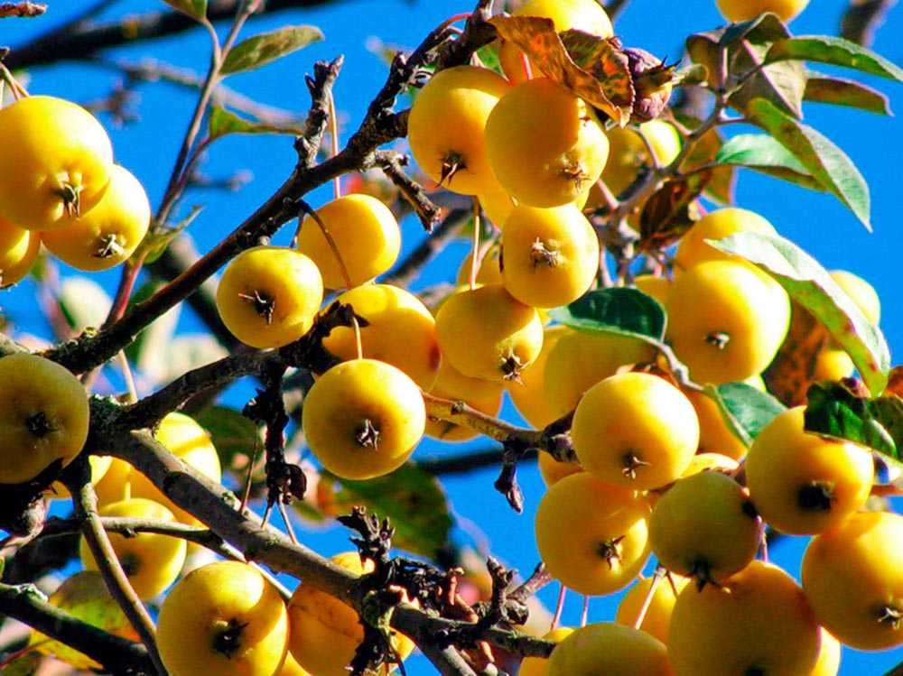 Яблоня бельфлер-китайка: описание сорта, фото, отзывы садоводов