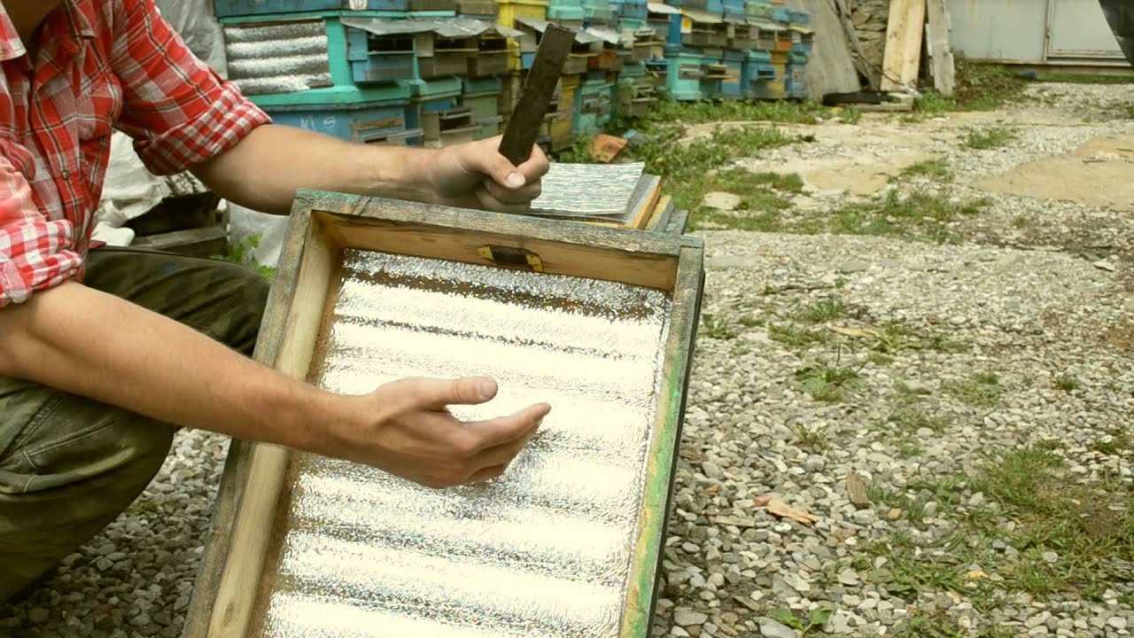 Пчеловодство как бизнес: с чего начать и как преуспеть?