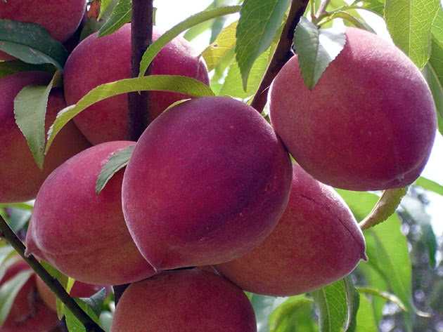 Сколько, где и как растут персики? фото и почему плохо растет?