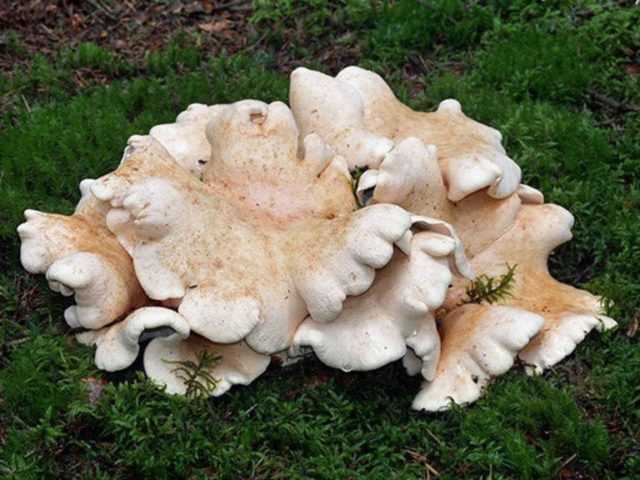 Альбатреллус краснеющий: основная информация о грибе