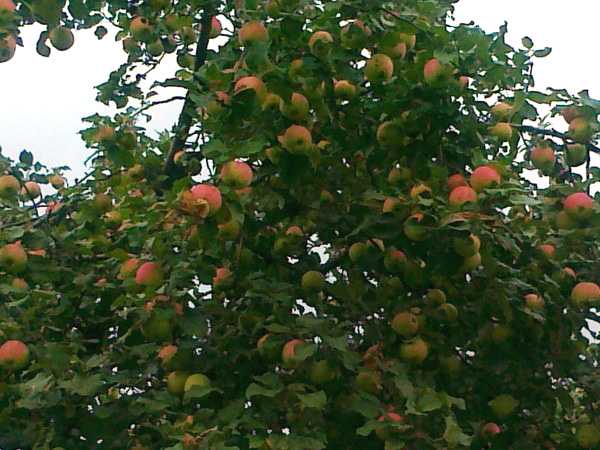 Сорт яблони башкирская красавица – описание, фото