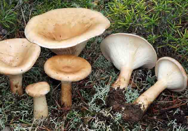 Как распознать дождевик гигантский? целебные свойства гриба
