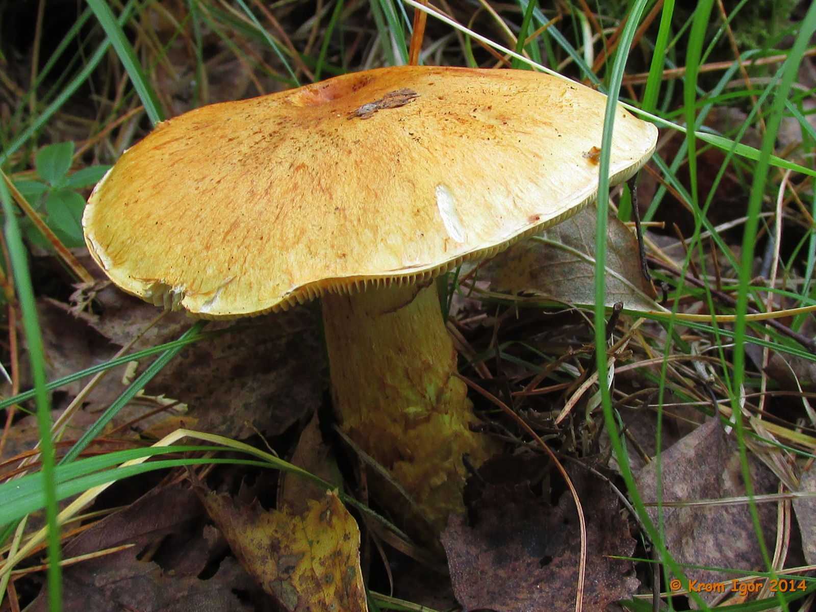 Необычный гриб из сказки – паутинник фиолетовый