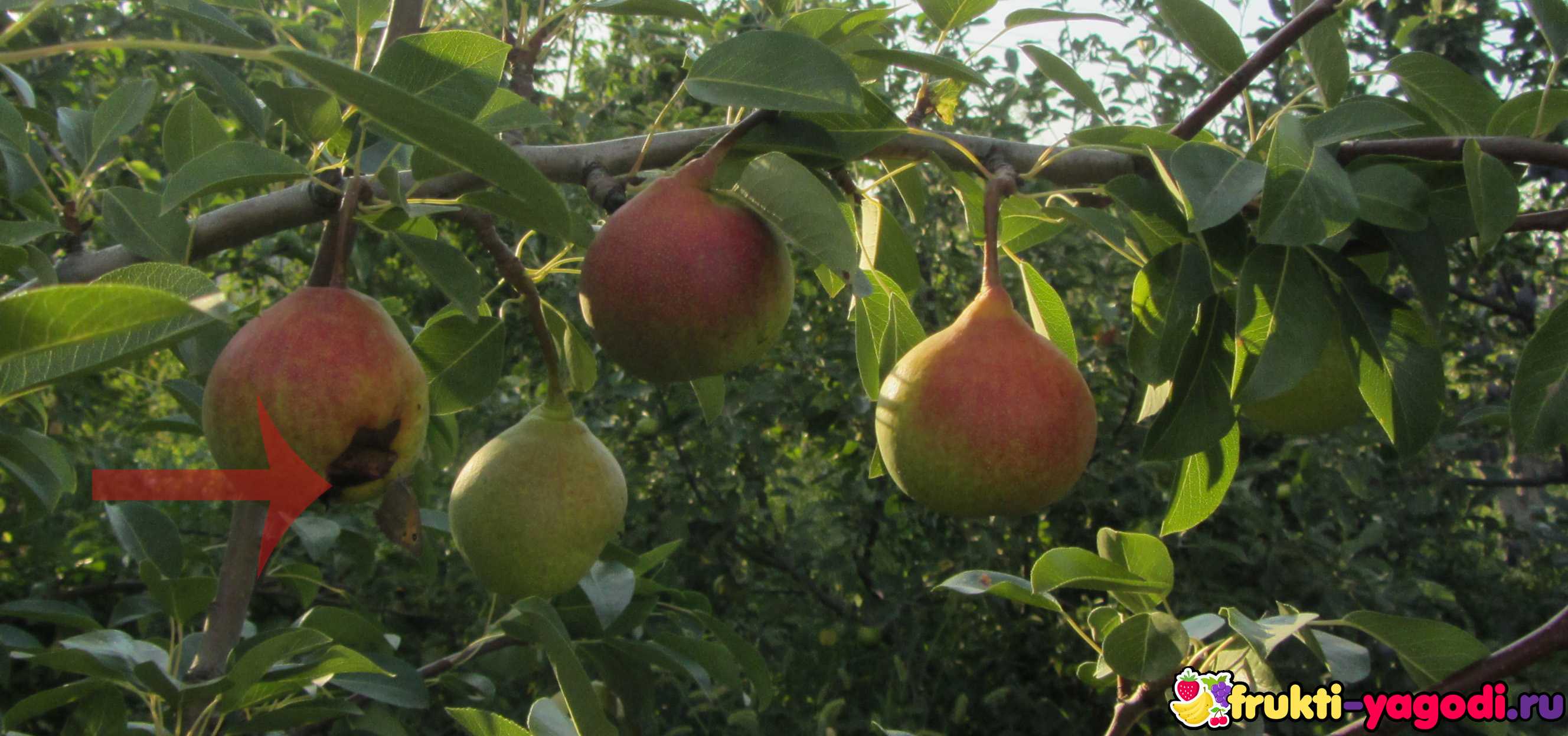 Почему чернеют плоды груши на дереве: что делать, как лечить