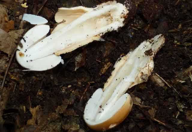 Поплавок шафрановый: описание гриба, места распространения