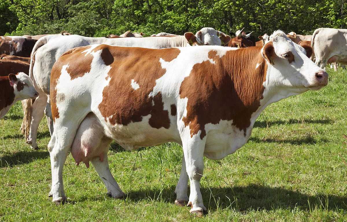 Симментальская порода коров: характеристика, фото, отзывы