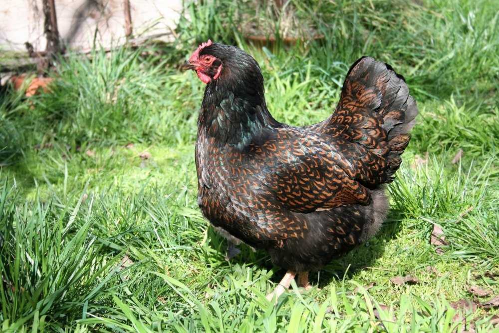 Порода кур билефельдер (42 фото): описание птиц. как вырастить цыплят? отзывы