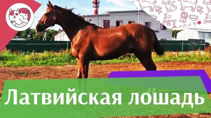 Голштинская порода лошадей (20 фото): какие особенности имеет голштинец? характеристика породы