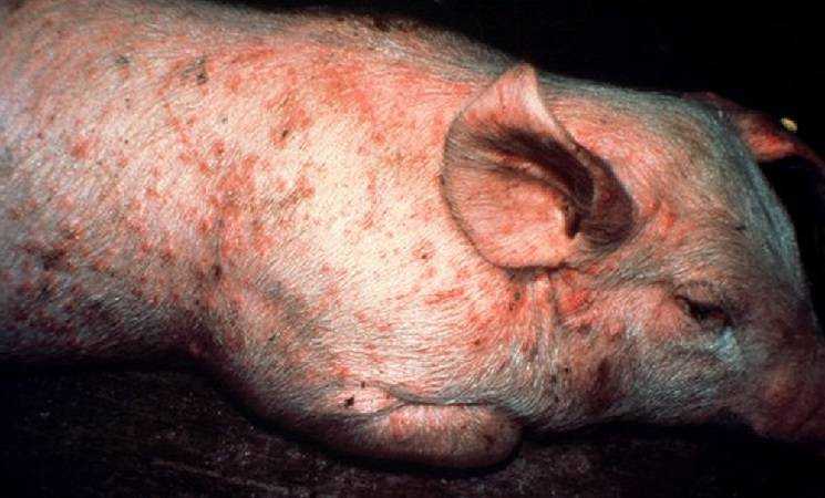 Рожа свиней: лечение болезни, профилактика
