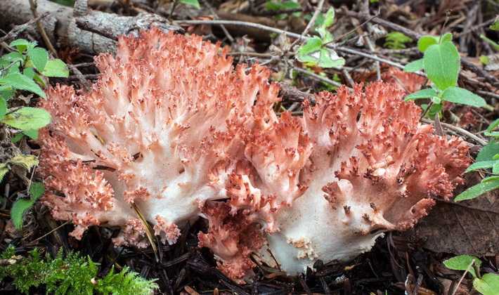 Коралловый гриб – съедобное чудо природы - грибы собираем