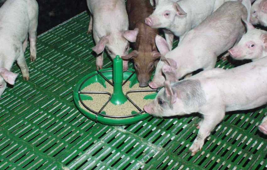 Как сделать кормушку (корыто) для свиней своими руками