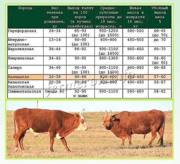 Голштинская порода коров: характеристика и особенности ухода