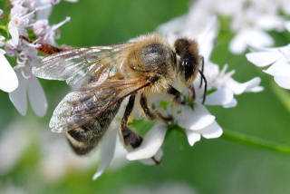 Лечение пчелиными укусами и пчелопродуктами — польза и вред пчелоужаливания для организма