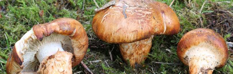 Как отличить ядовитую серую рядовку от съедобных грибов