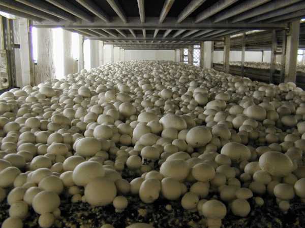 Как вырастить опята в домашних условиях: выращивание грибов на пне, в банках и пакетах