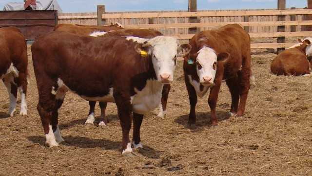 Описание калмыцкой породы коров, их фото и видео
описание калмыцкой породы коров, их фото и видео