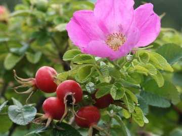 Июльская роза алыча: описание сорта и опылители, посадка и уход с фото