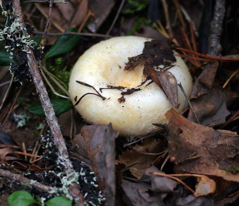 Млечник (род грибов)