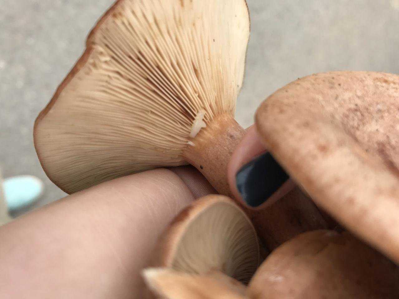 Груздь дубовый - описание, где растет, ядовитость гриба