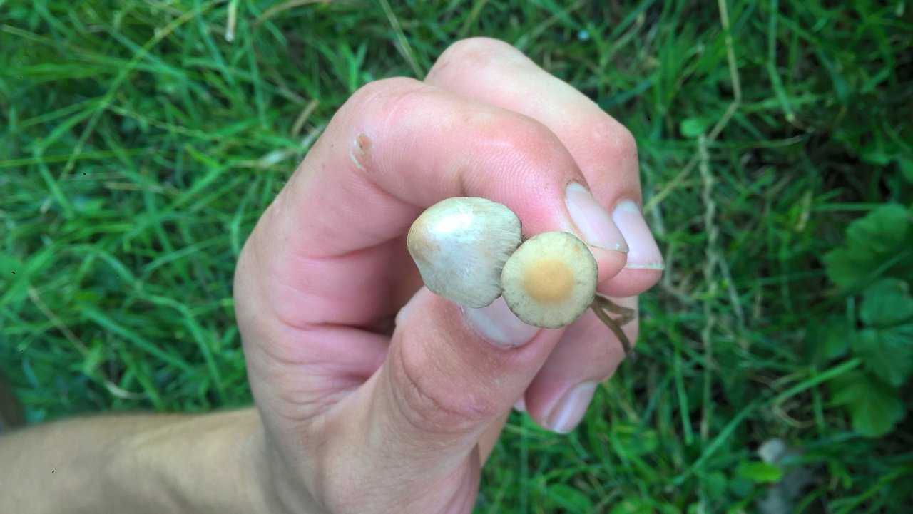 Псилоцибе полуланцетовидная (грибы веселушки) - фото и описание, где растет