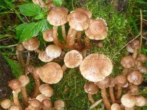 Можно ли без опаски есть червивые грибы