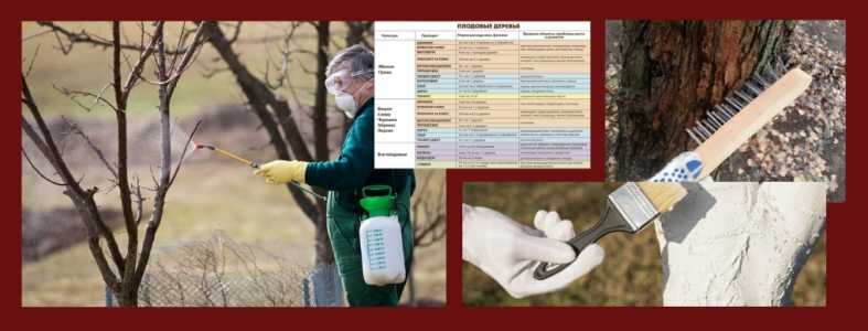 Весенняя обработка сада от вредителей и болезней: этапы, правила и меры безопасности