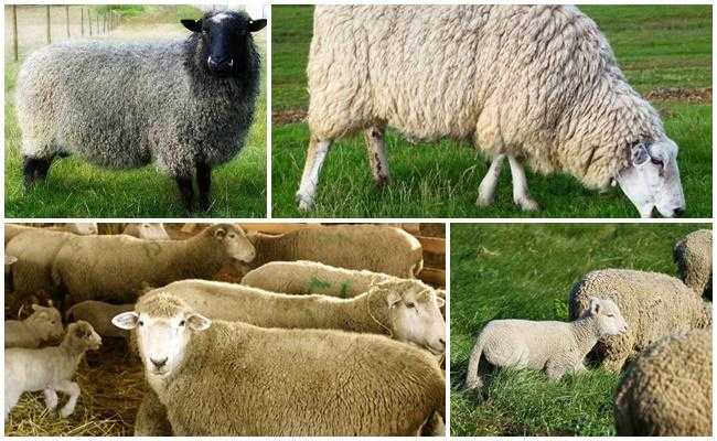 Куйбышевская порода овец: описание, продуктивность, разведение в домашних условиях