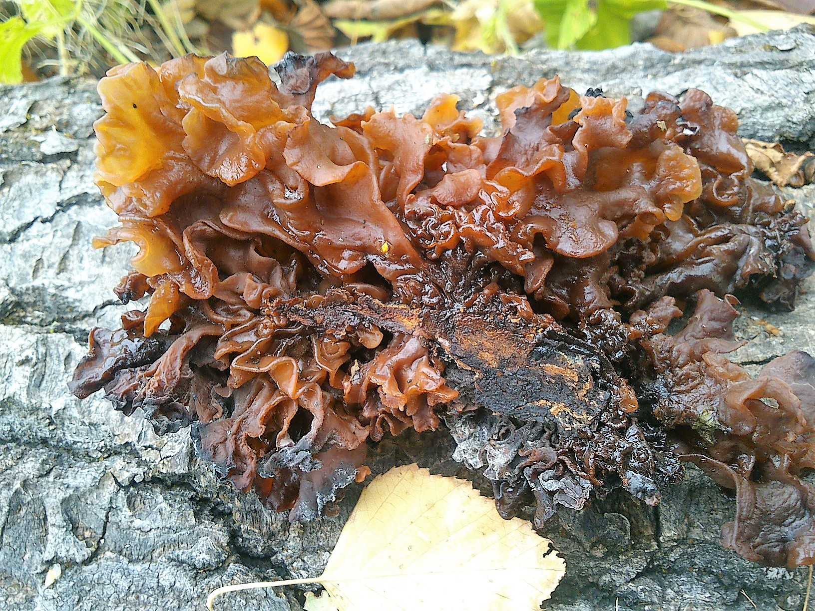 Грибы которые растут на дереве название. съедобные древесные грибы: характеристика основных видов и особенности приготовления
