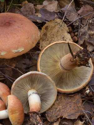 Ложноопенок кирпично-красный – яркий лесной гриб