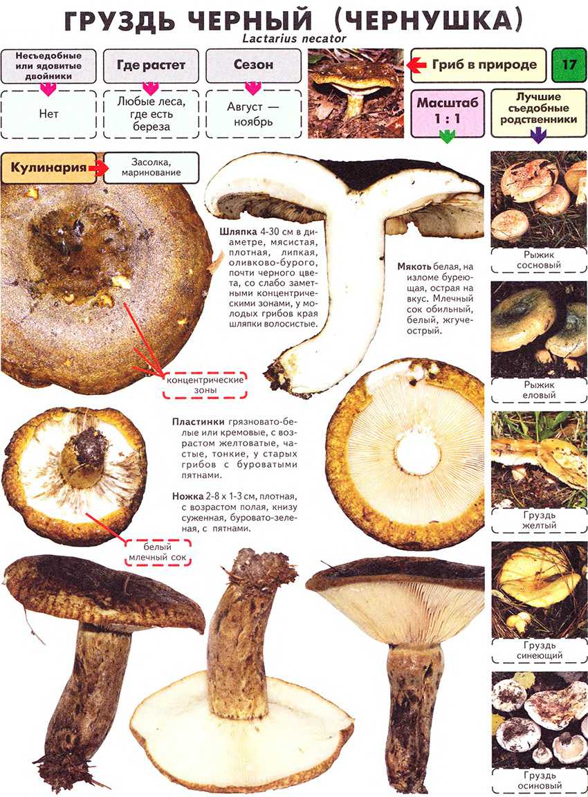 Подгруздок черный (сыроежка черная): фото и описание. виды съедобных грибов